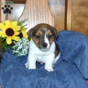 Walker, Jack Russell Terrier Puppy