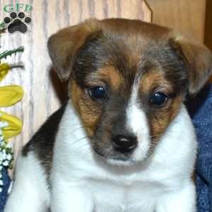 Walker, Jack Russell Terrier Puppy