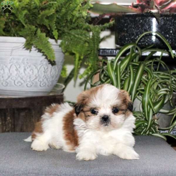 Walter, Teddy Bear Puppy