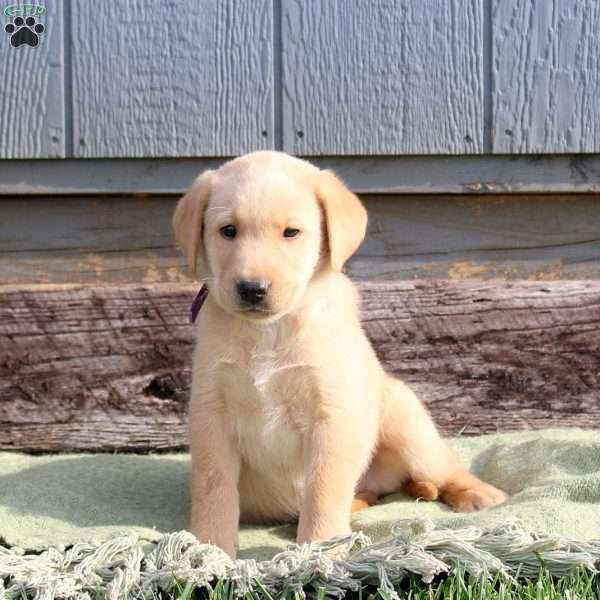 Walter, Yellow Labrador Retriever Puppy