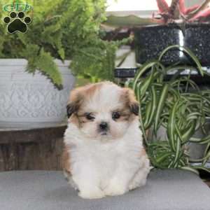 Walter, Teddy Bear Puppy