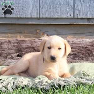 Walter, Yellow Labrador Retriever Puppy