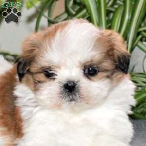 Walter, Teddy Bear Puppy