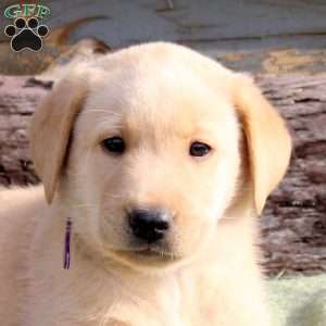 Walter, Yellow Labrador Retriever Puppy