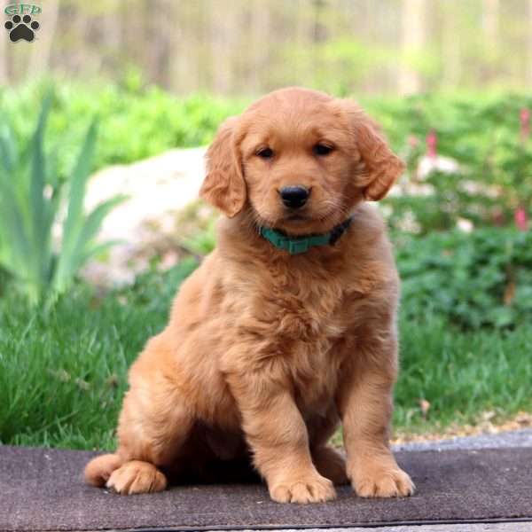 Wanda, Golden Retriever Puppy
