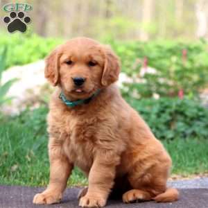 Wanda, Golden Retriever Puppy
