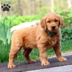 Wanda, Golden Retriever Puppy