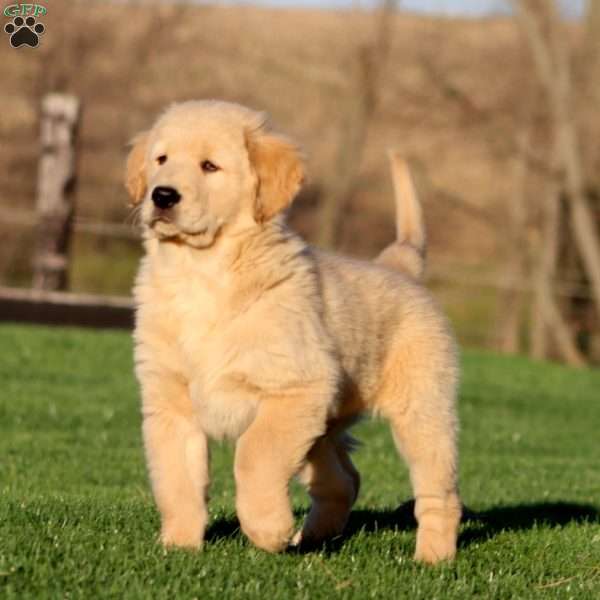 Watson, Golden Retriever Puppy