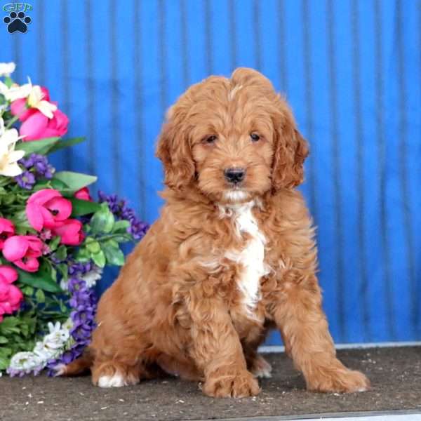Watson, Mini Goldendoodle Puppy