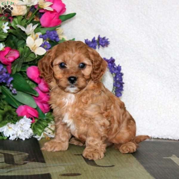 Watson, Cavapoo Puppy