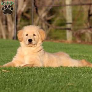 Watson, Golden Retriever Puppy