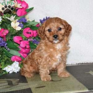 Watson, Cavapoo Puppy