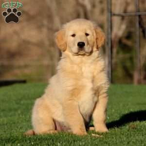 Watson, Golden Retriever Puppy
