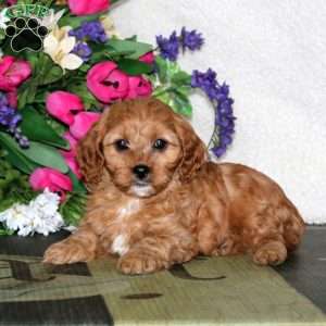 Watson, Cavapoo Puppy