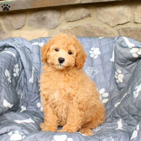 Webster, Bich-Poo Puppy