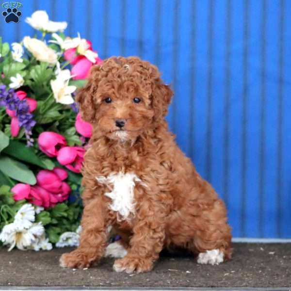 Wendy, Mini Goldendoodle Puppy
