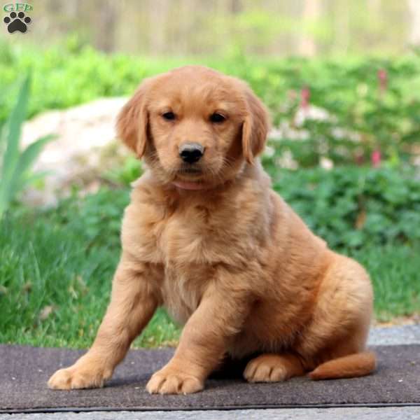 Wendy, Golden Retriever Puppy