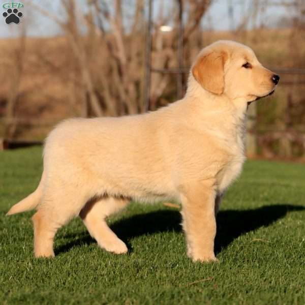 Wendy, Golden Retriever Puppy
