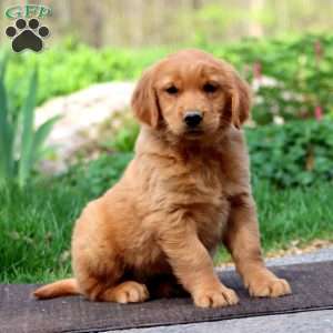 Wendy, Golden Retriever Puppy