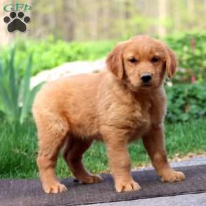 Wendy, Golden Retriever Puppy