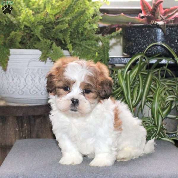 Wesley, Teddy Bear Puppy