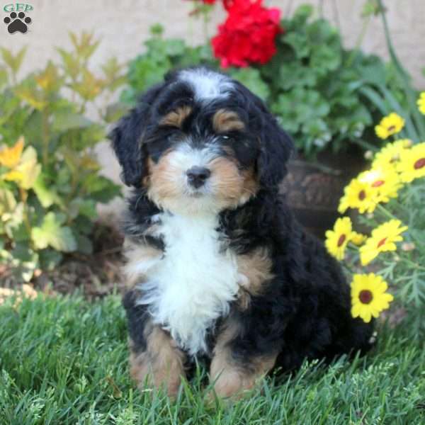 Wesley, Mini Bernedoodle Puppy
