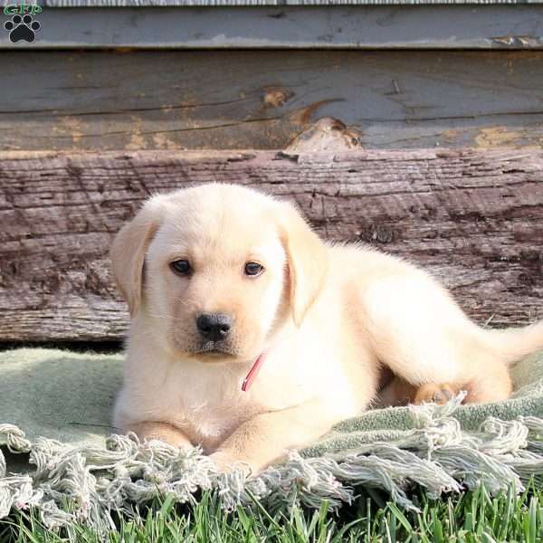 Wesley, Yellow Labrador Retriever Puppy