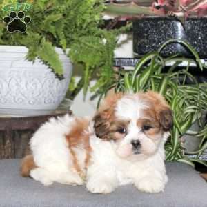 Wesley, Teddy Bear Puppy