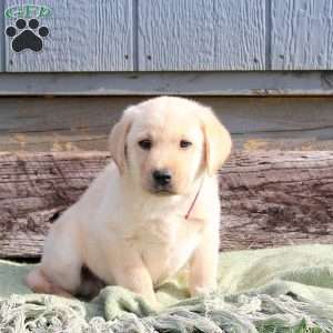 Wesley, Yellow Labrador Retriever Puppy