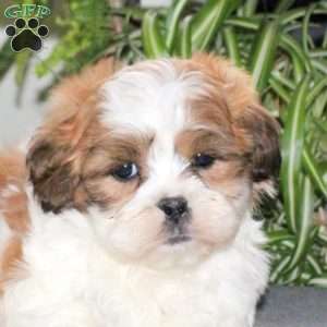 Wesley, Teddy Bear Puppy