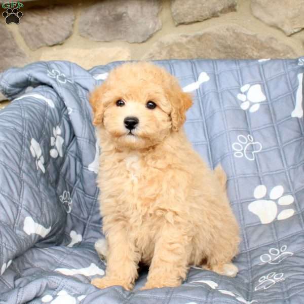 Wexley, Bich-Poo Puppy