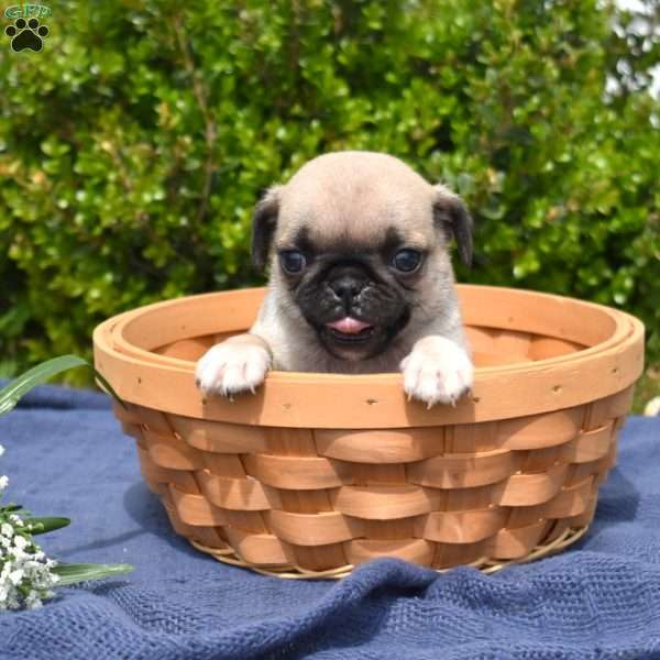 Wiggles, Pug Puppy
