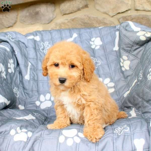 Wilda, Bich-Poo Puppy