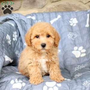 Wilda, Bich-Poo Puppy