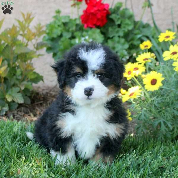 Wilder, Mini Bernedoodle Puppy