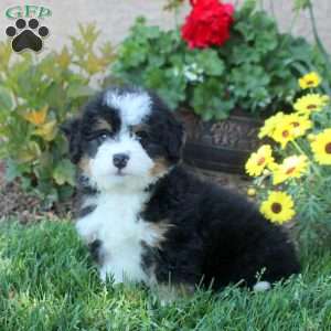 Wilder, Mini Bernedoodle Puppy