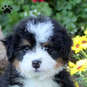 Wilder, Mini Bernedoodle Puppy