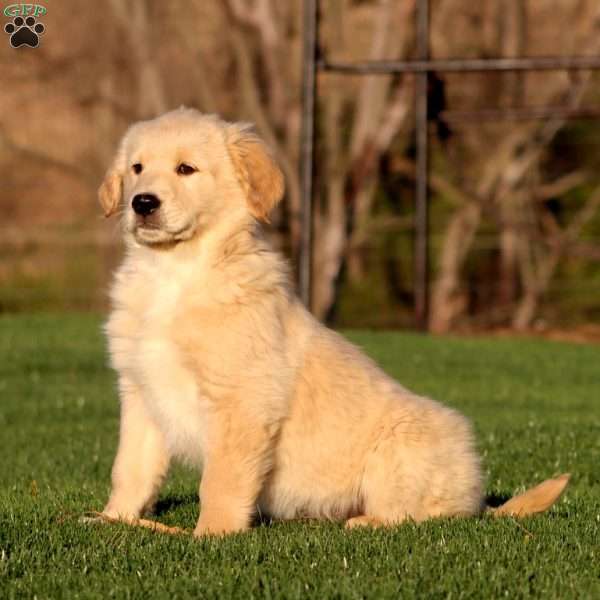 Will, Golden Retriever Puppy