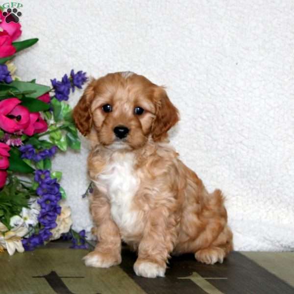 Will, Cavapoo Puppy