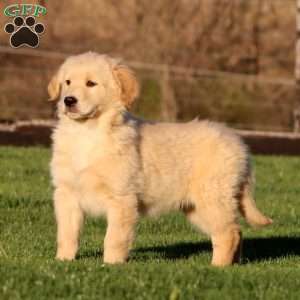 Will, Golden Retriever Puppy