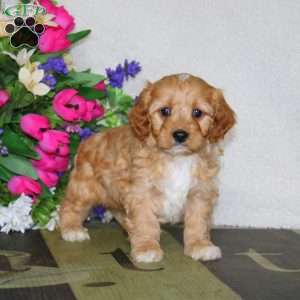 Will, Cavapoo Puppy