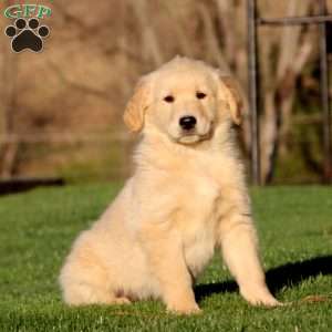Will, Golden Retriever Puppy