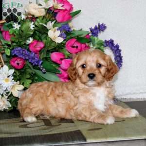 Will, Cavapoo Puppy