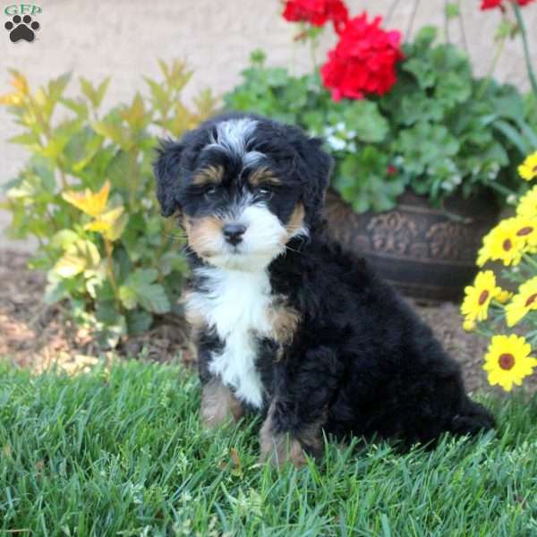 William, Mini Bernedoodle Puppy