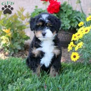 William, Mini Bernedoodle Puppy