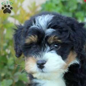 William, Mini Bernedoodle Puppy
