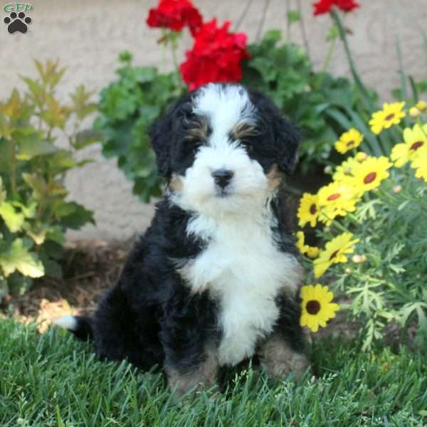 Willow, Mini Bernedoodle Puppy