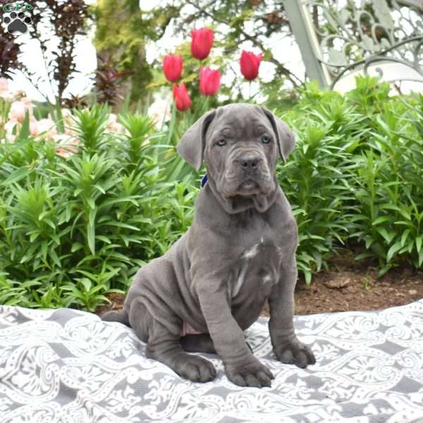 Willow, Cane Corso Puppy