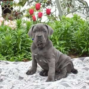 Willow, Cane Corso Puppy