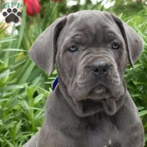 Willow, Cane Corso Puppy